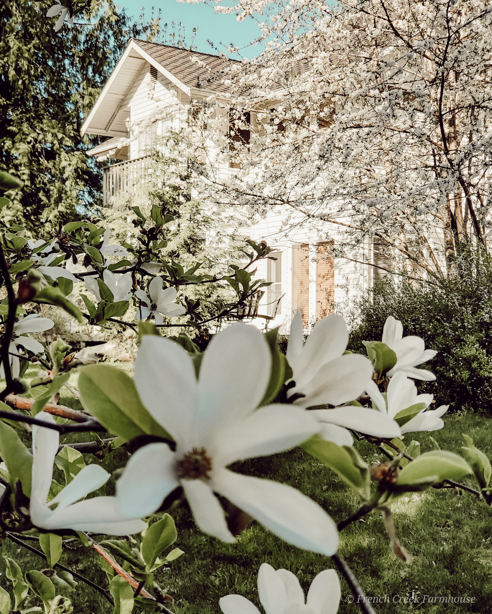 Our white farmhouse with spring trees in bloom | French Creek Farmhouse