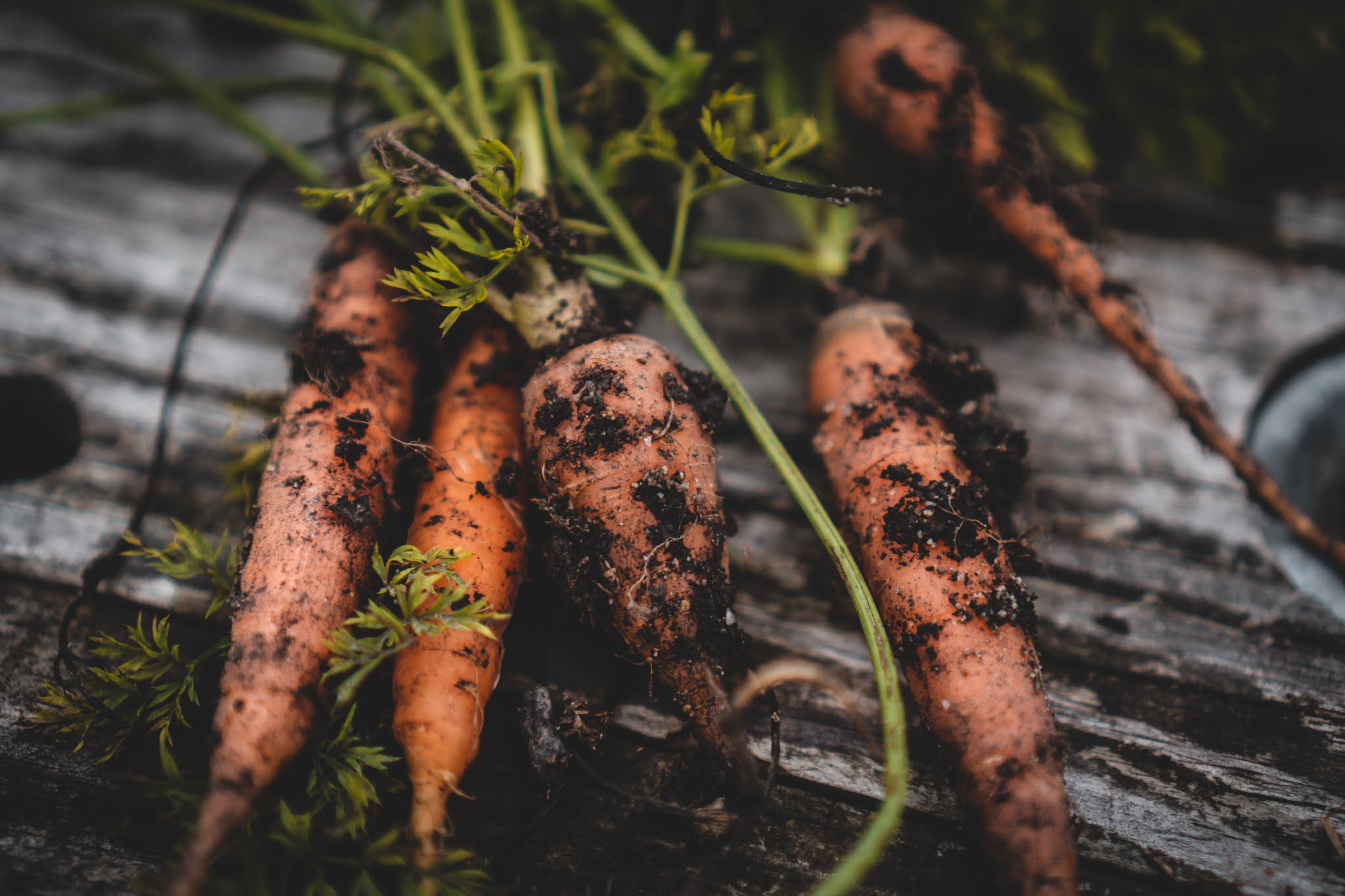 Harvesting and storing carrots