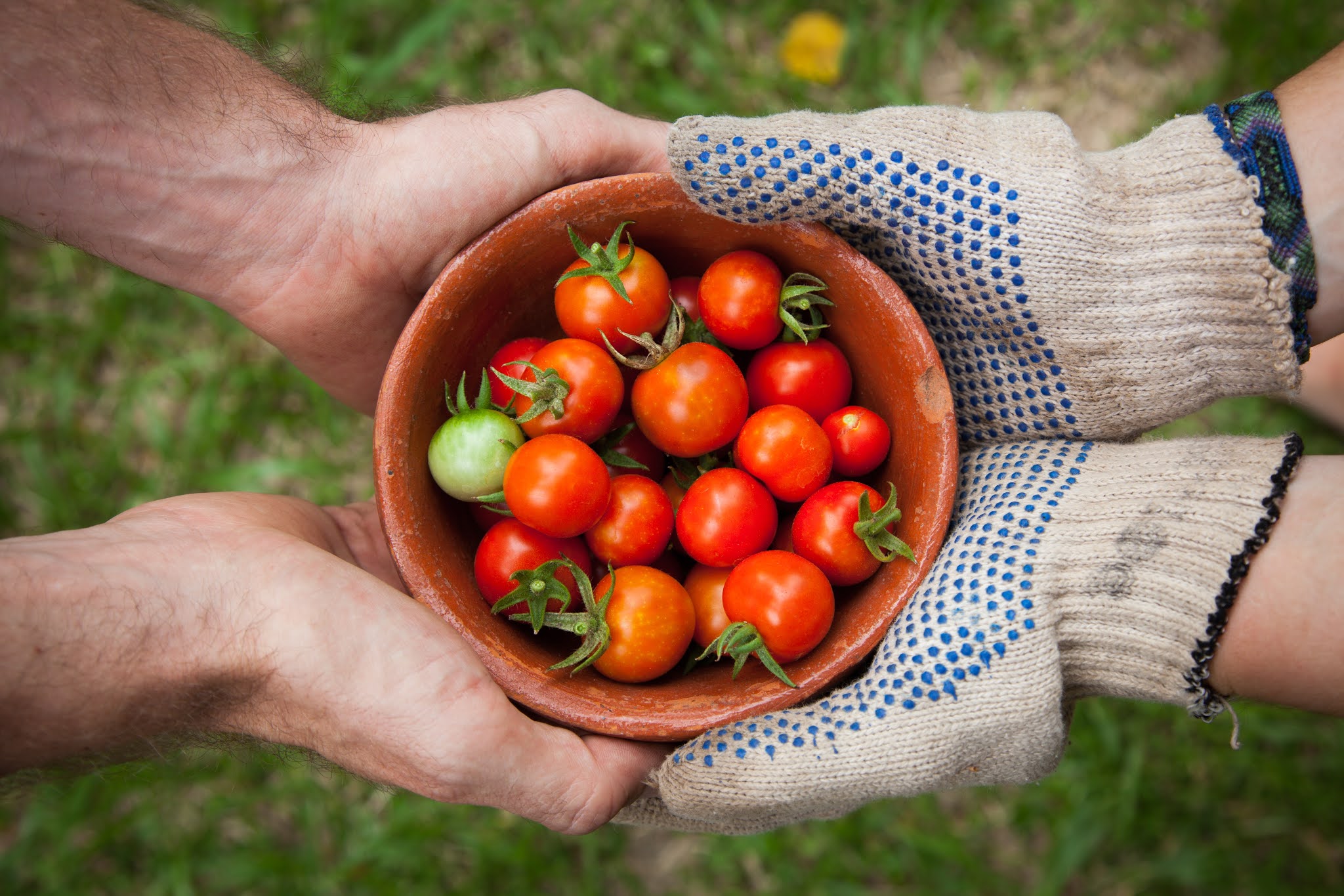 Harvesting and storing tomatoes