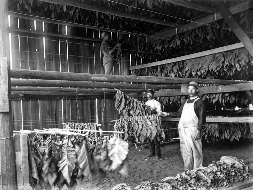 Vintage photo of tobacco farmers