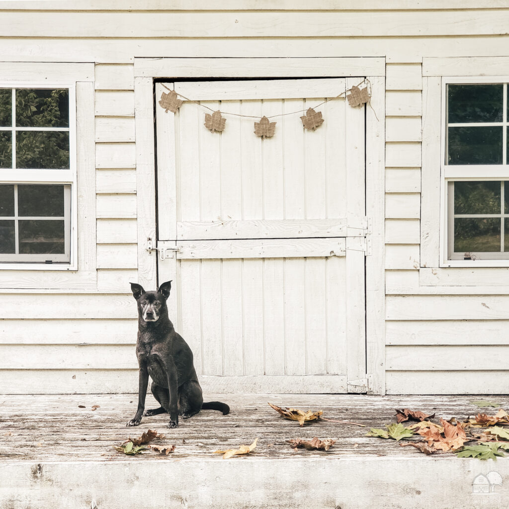 Black dog on farmhouse porch in autumn
