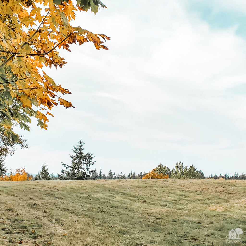 Autumn leaves on a fall day