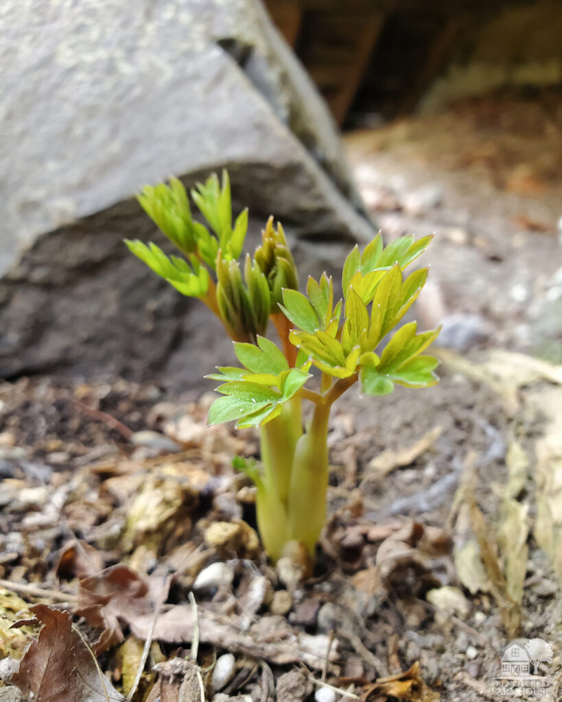 Bleeding Heart is sprouting in March