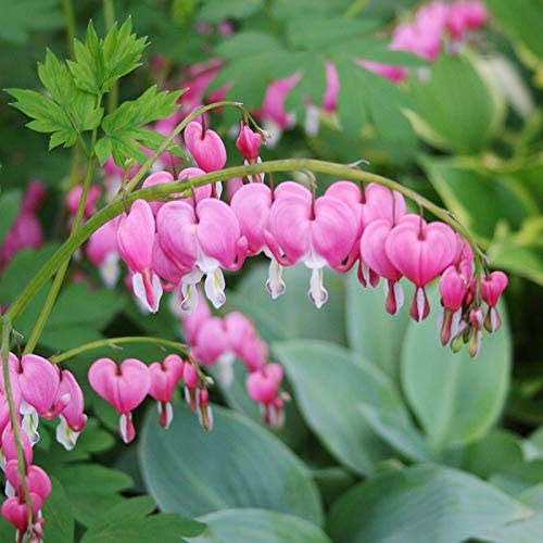The Bleeding Heart is a wonderful plant that will bloom in a shade garden
