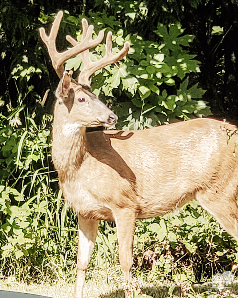 A beautiful buck deer visits our homestead regularly