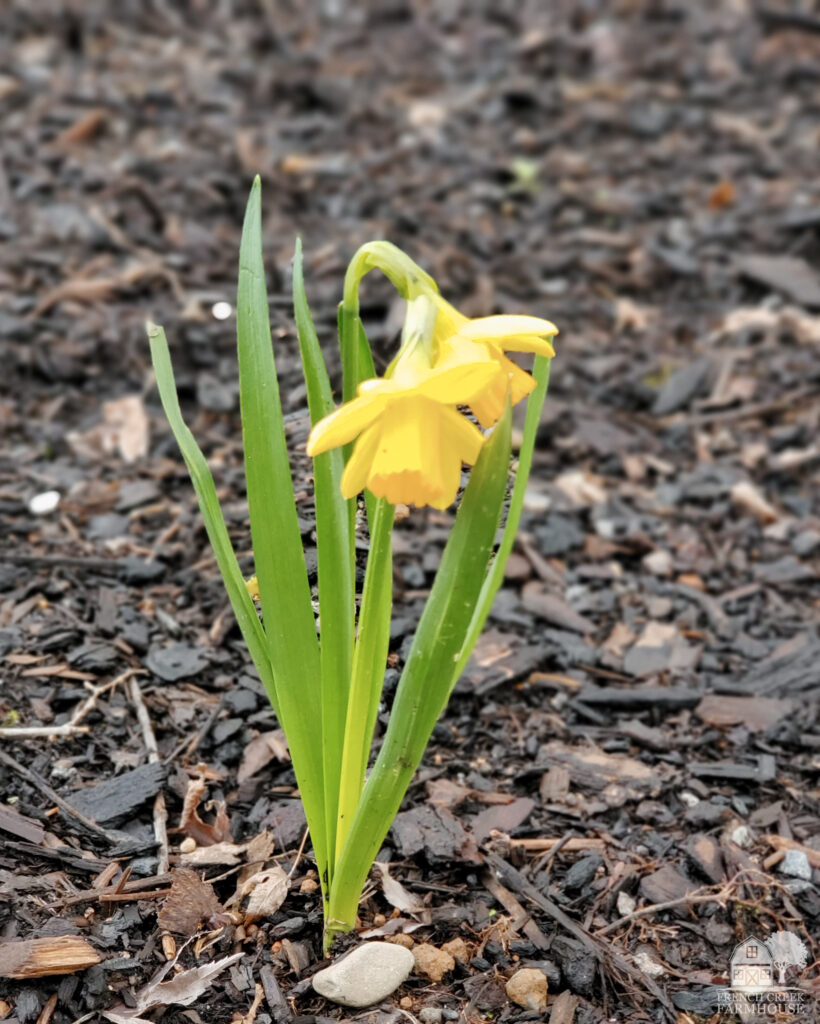 Welcome to our early-March garden tour where Tête-à-tête Daffodils are miniature bursts of color to begin the season