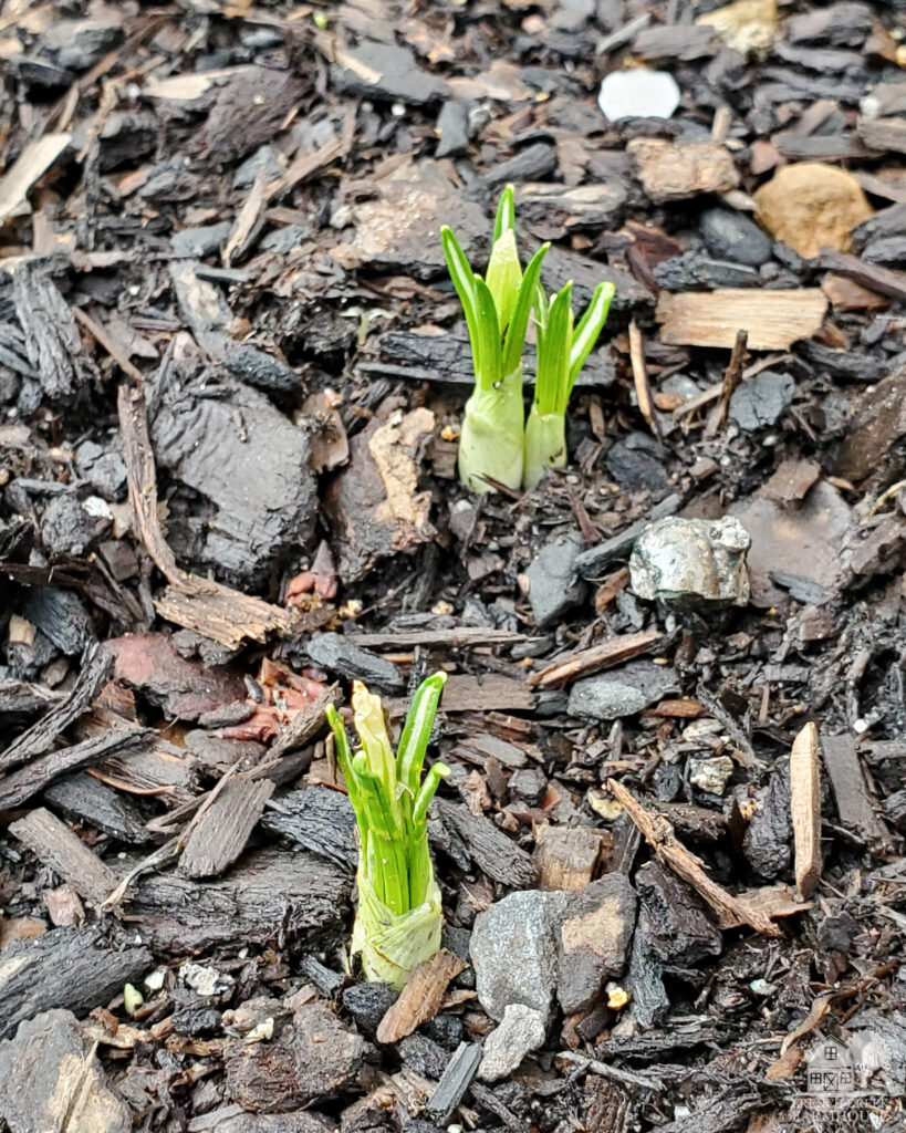 Jeanne d'Arc giant crocus are beginning to sprout in March