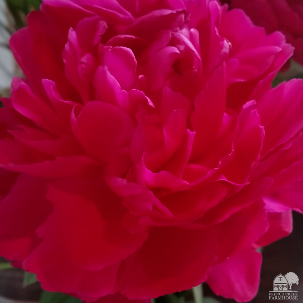Karl Rosenfield peony is a beautiful shade of raspberry red