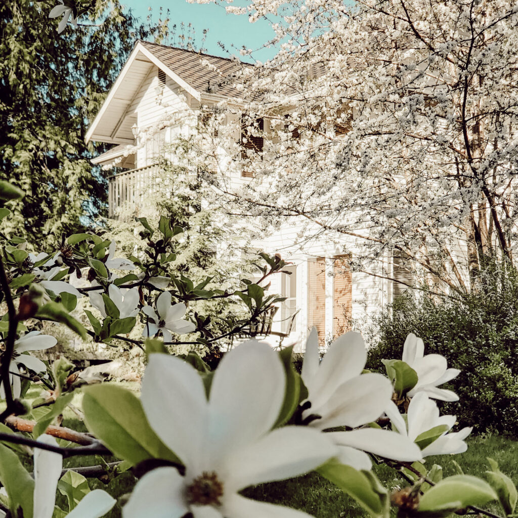 Our farmhouse at springtime surrounded by magnolia blooms and cherry blossoms