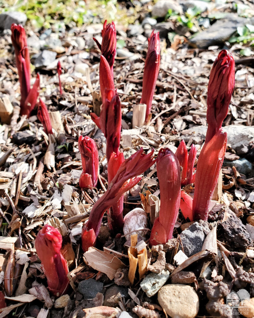 Karl Rosenfield peonies are beginning to sprout in March