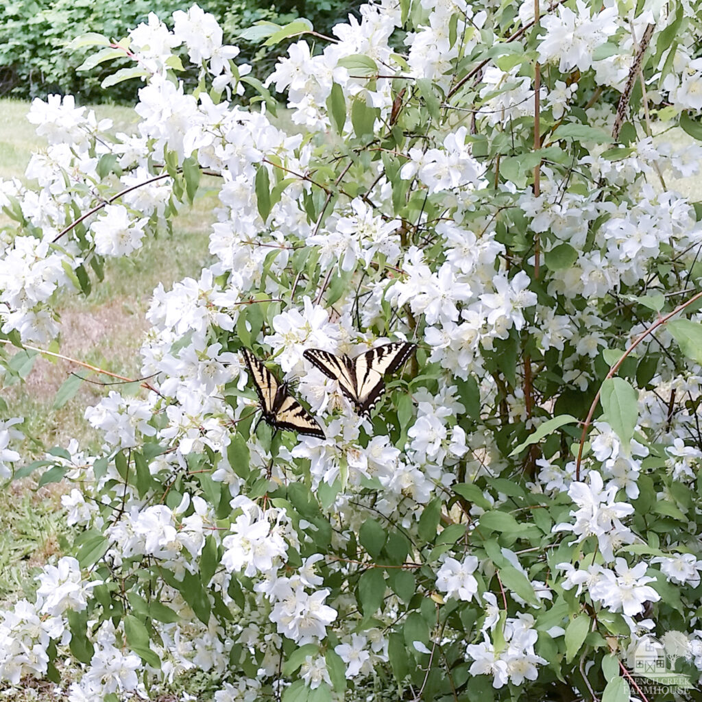 Sweet Mock Orange is a wonderful plant for pollinators in full sun areas of your garden