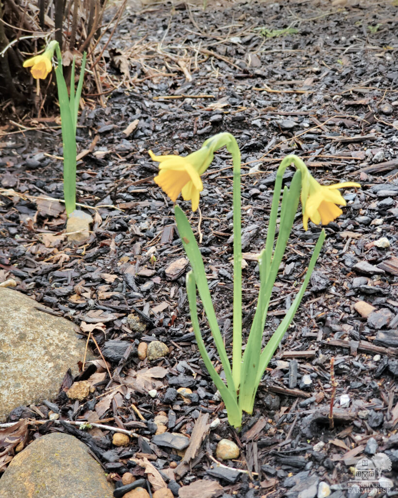 Tête-à-tête Daffodils are miniature bursts of color in late winter