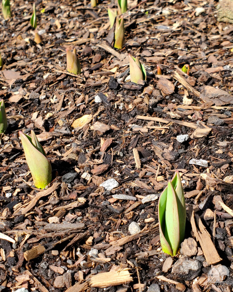 Ivory Floradale Darwin Hybrid Tulips are breaking ground in March