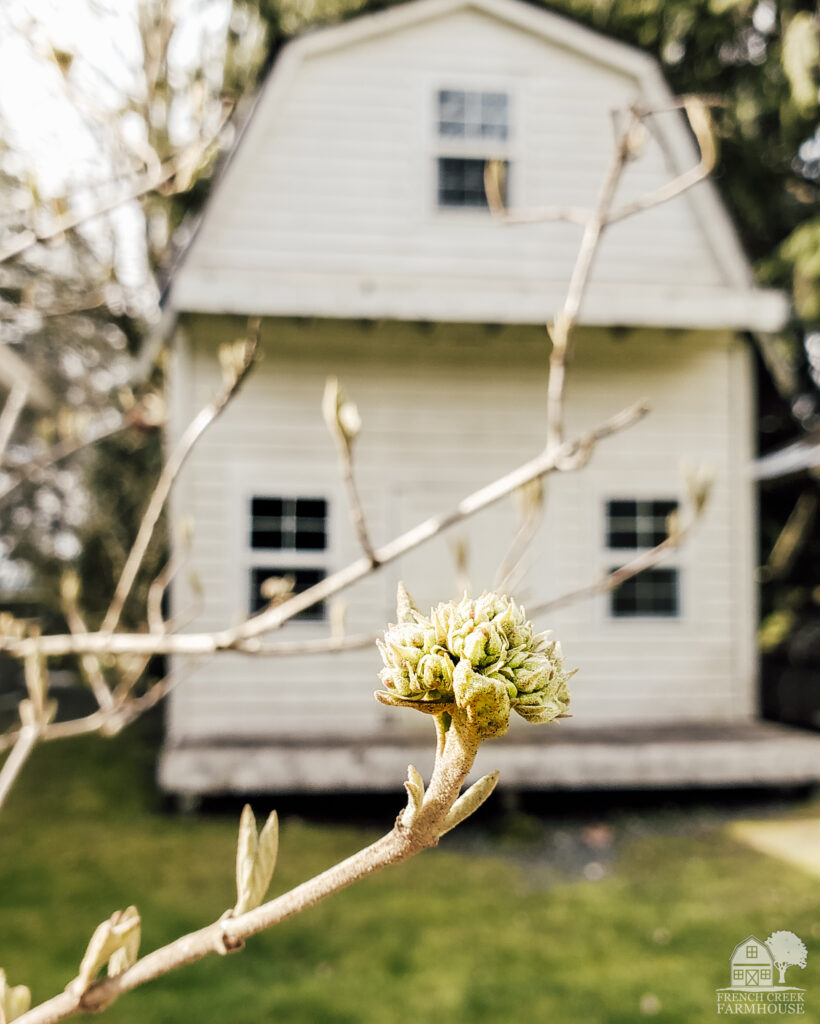 New buds have formed on our Snowball Viburnum