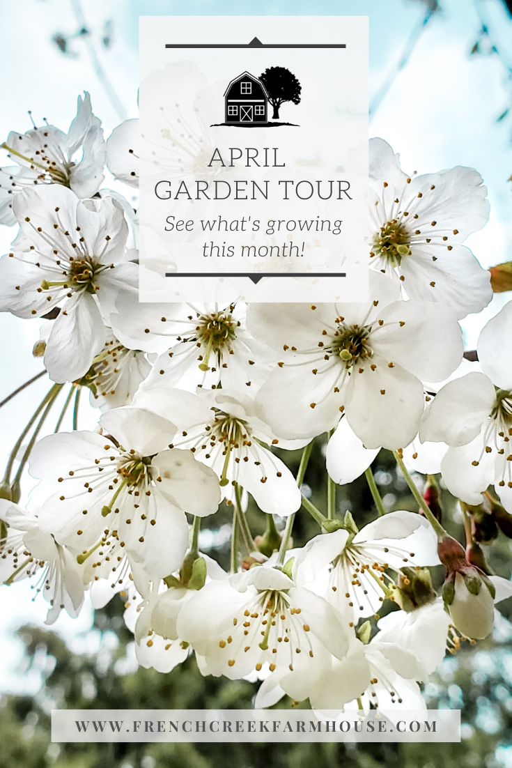 Welcome to our April Garden Tour!