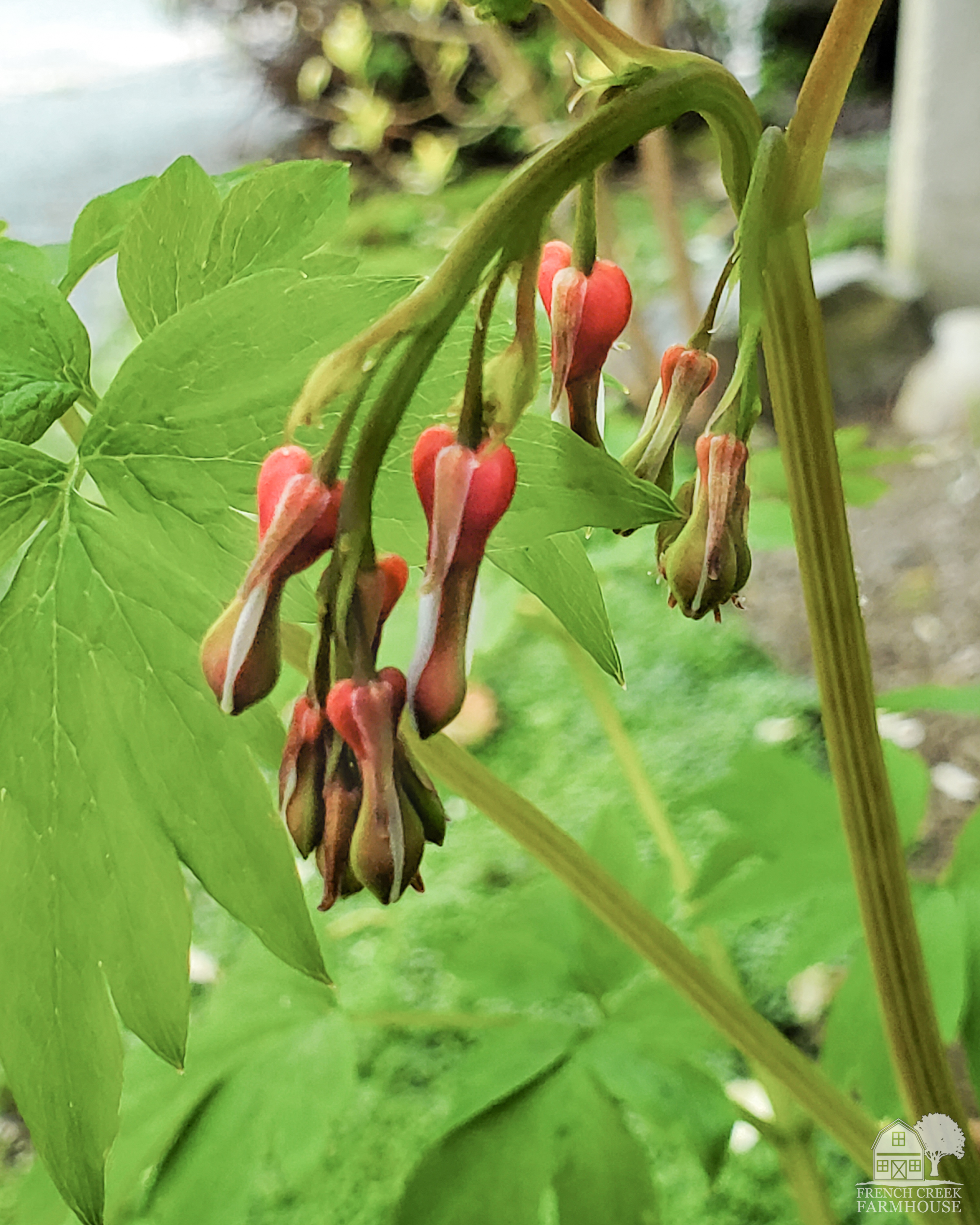 Buds on the Bleeding Heart plant this month