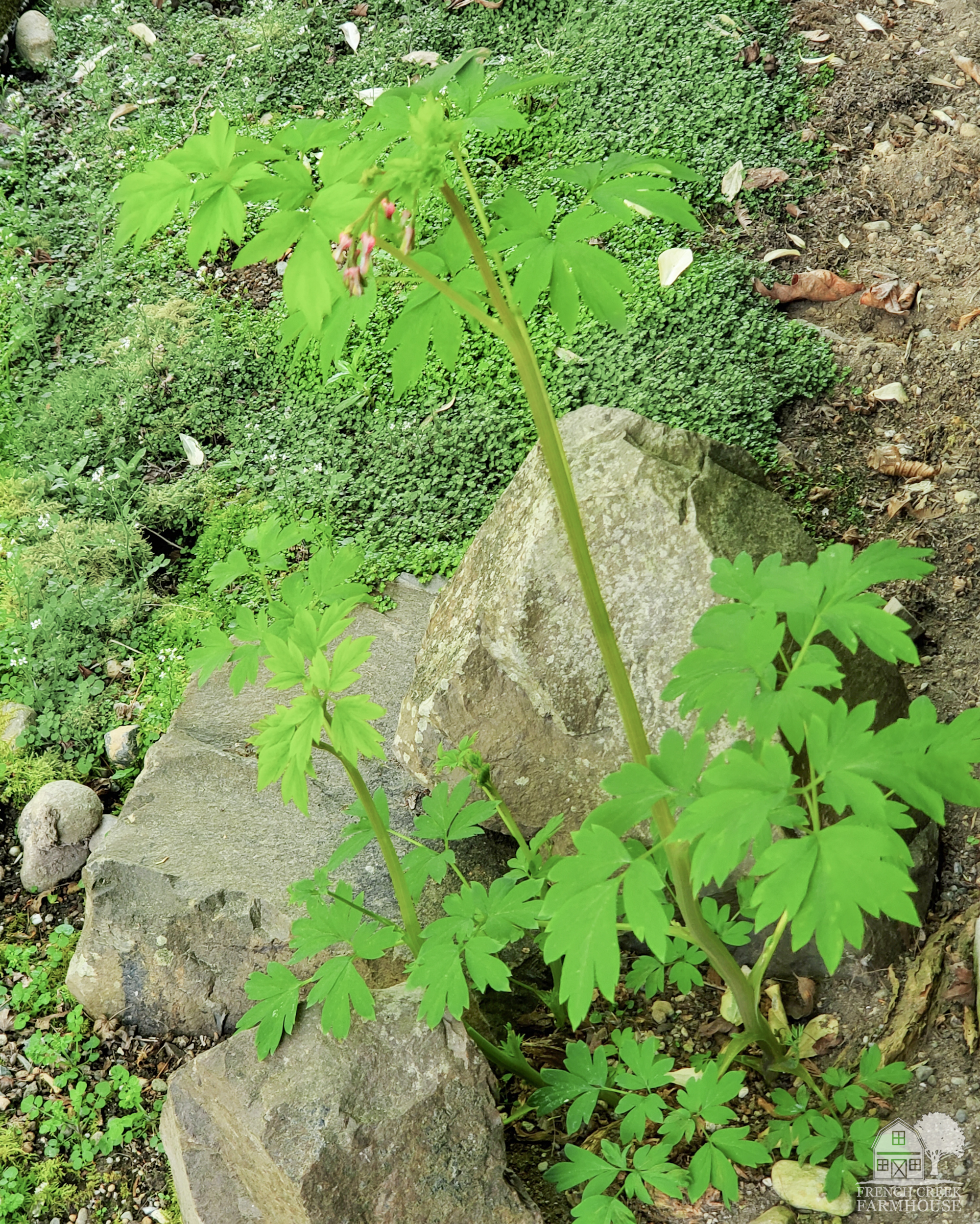 Bleeding Heart is a rapidly growing shade loving plant