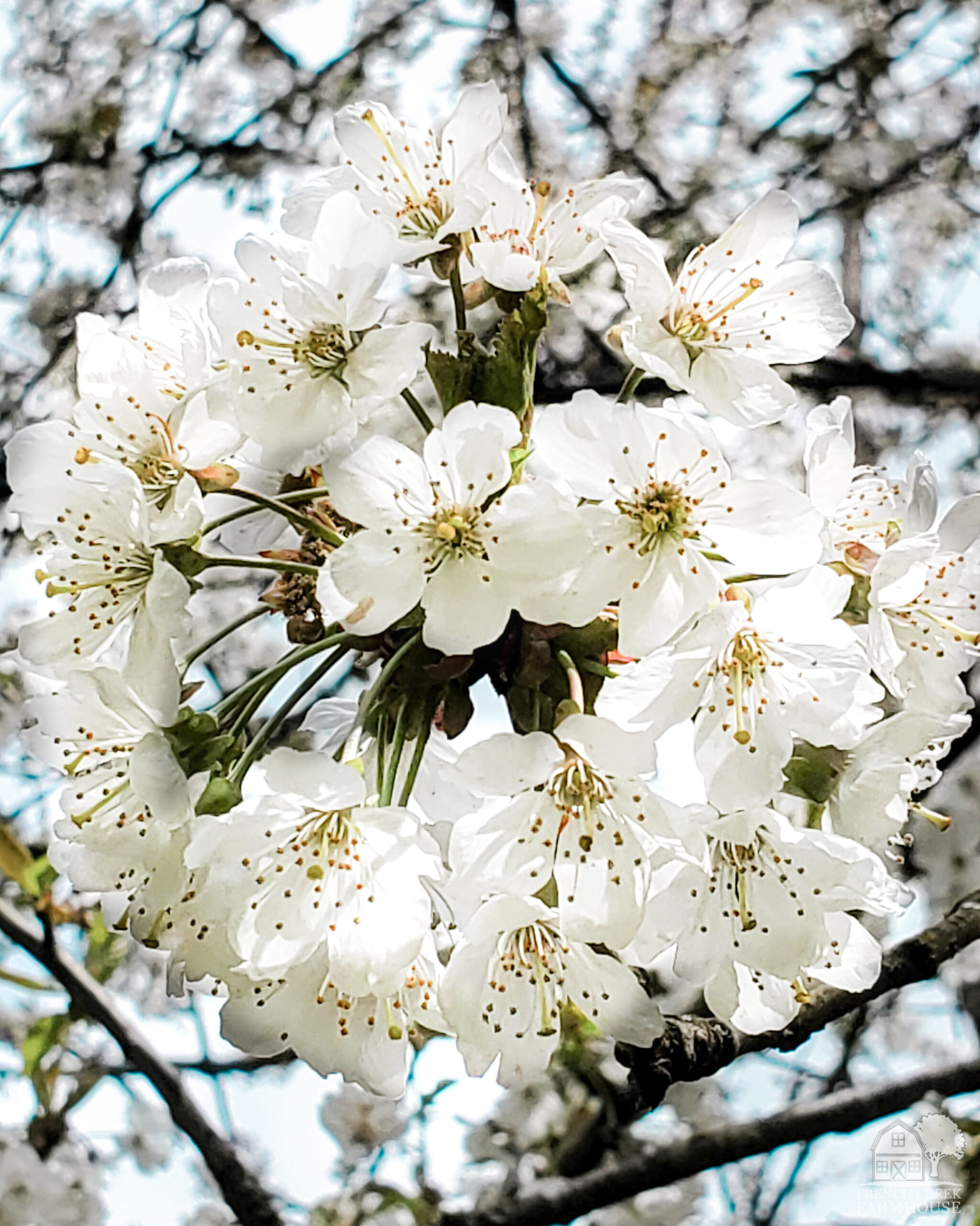 Cherry blossoms abound this month