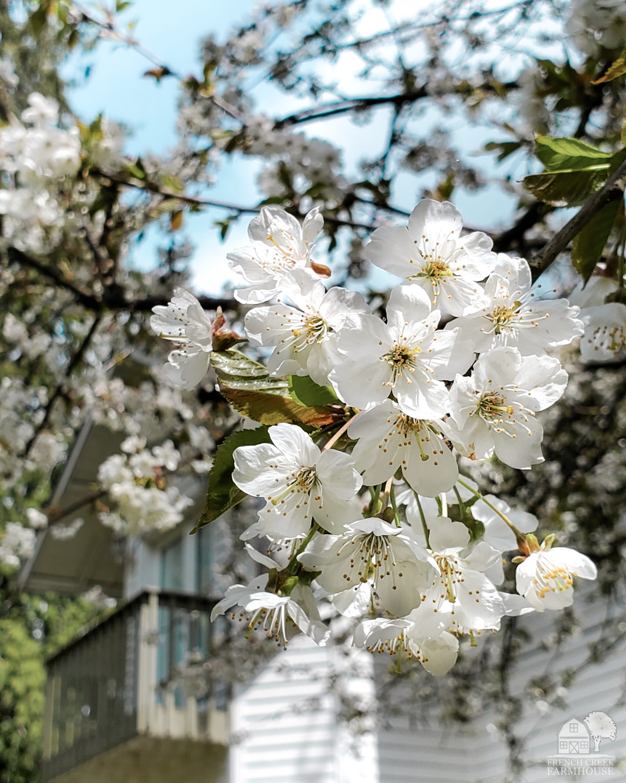 The cherry tree outside of our windows puts on a show