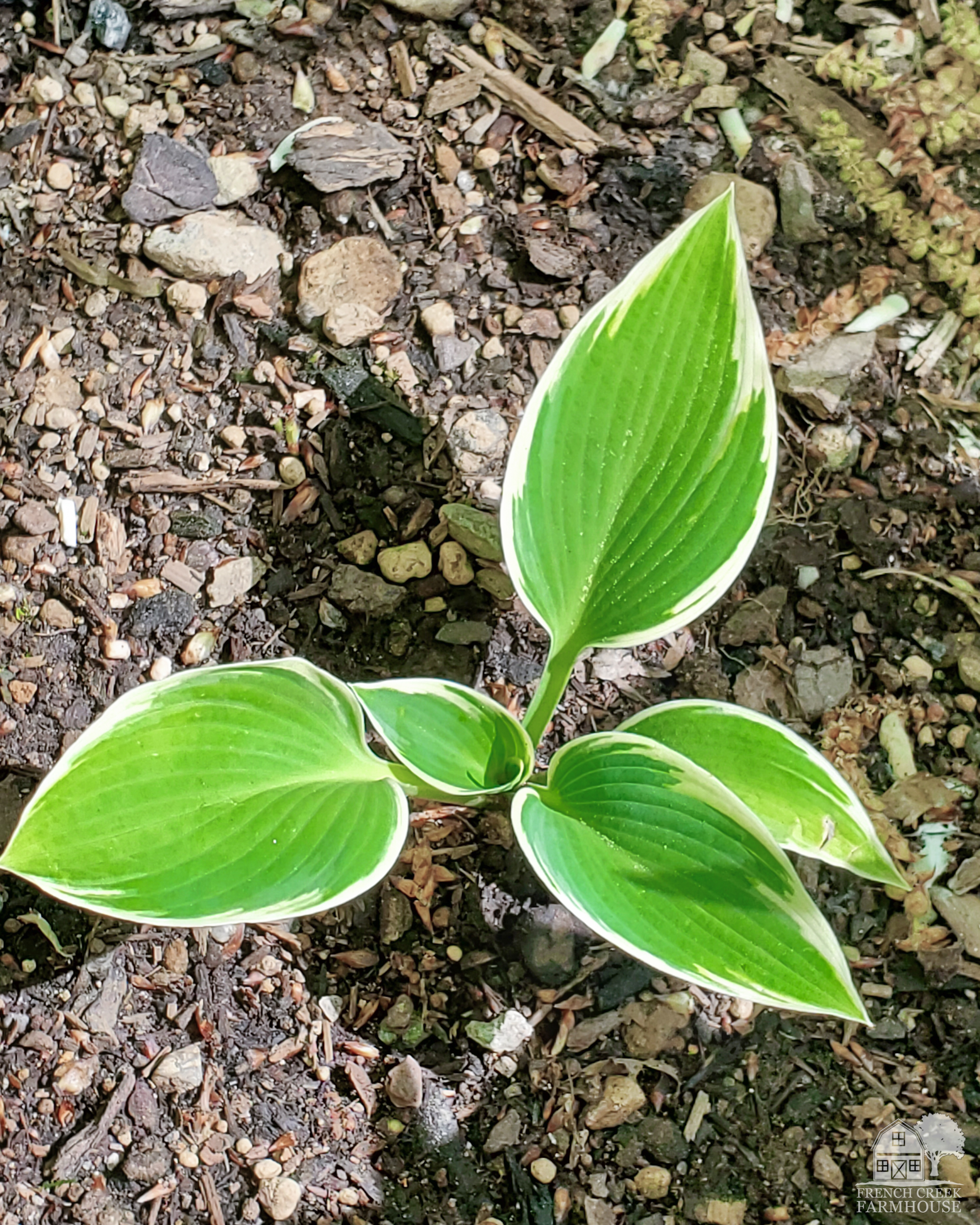 The variegated leaves of the hosta on display