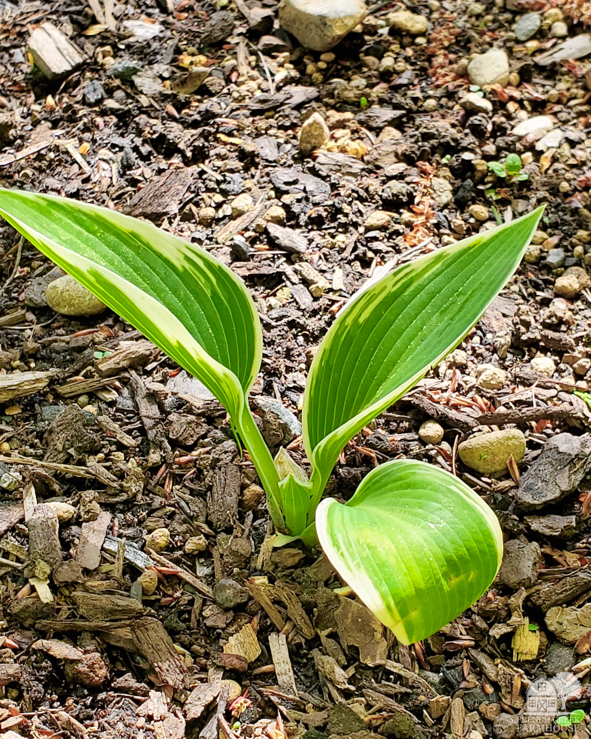 Hostas are a great shade-loving plant
