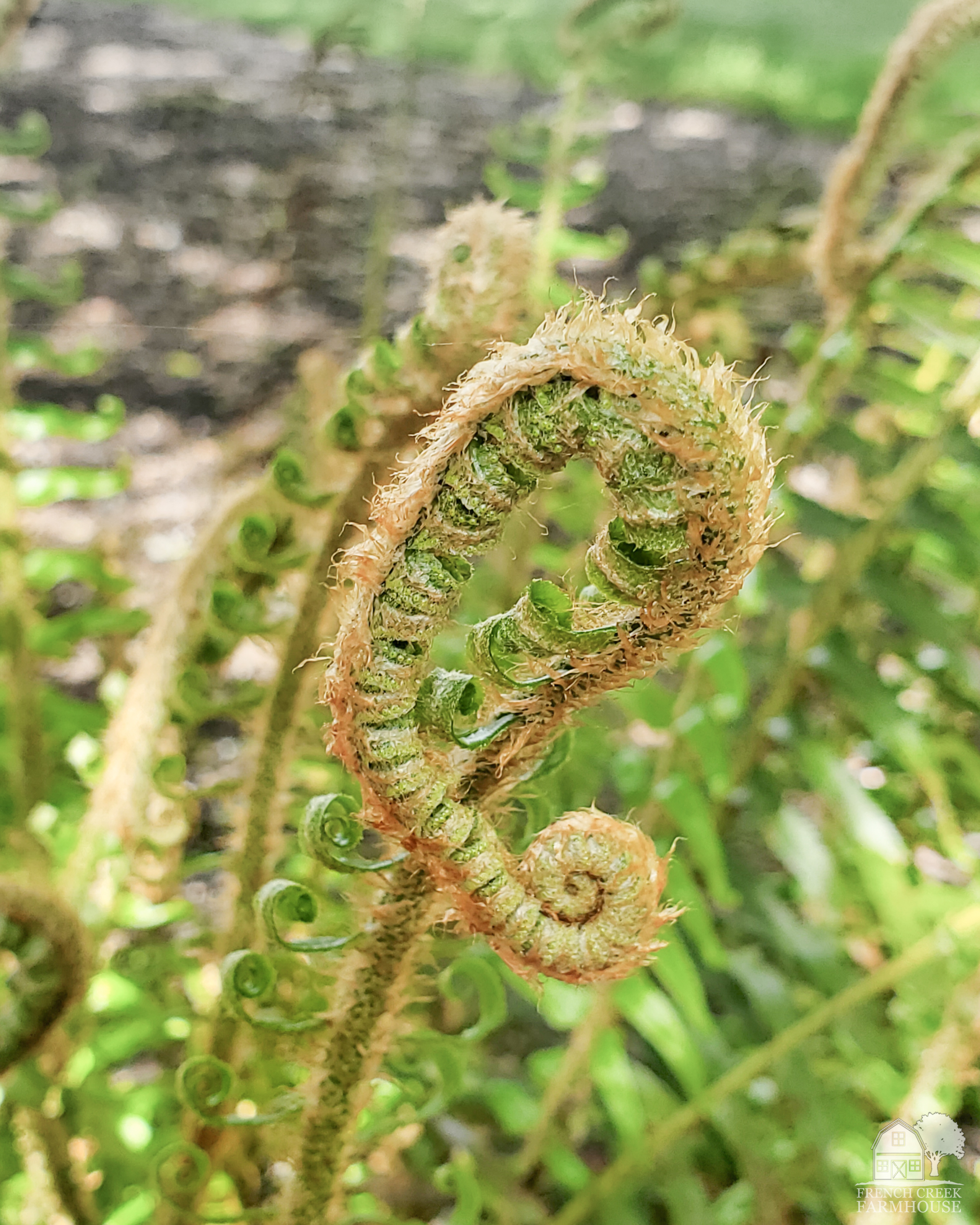 New fern fronds unfurling