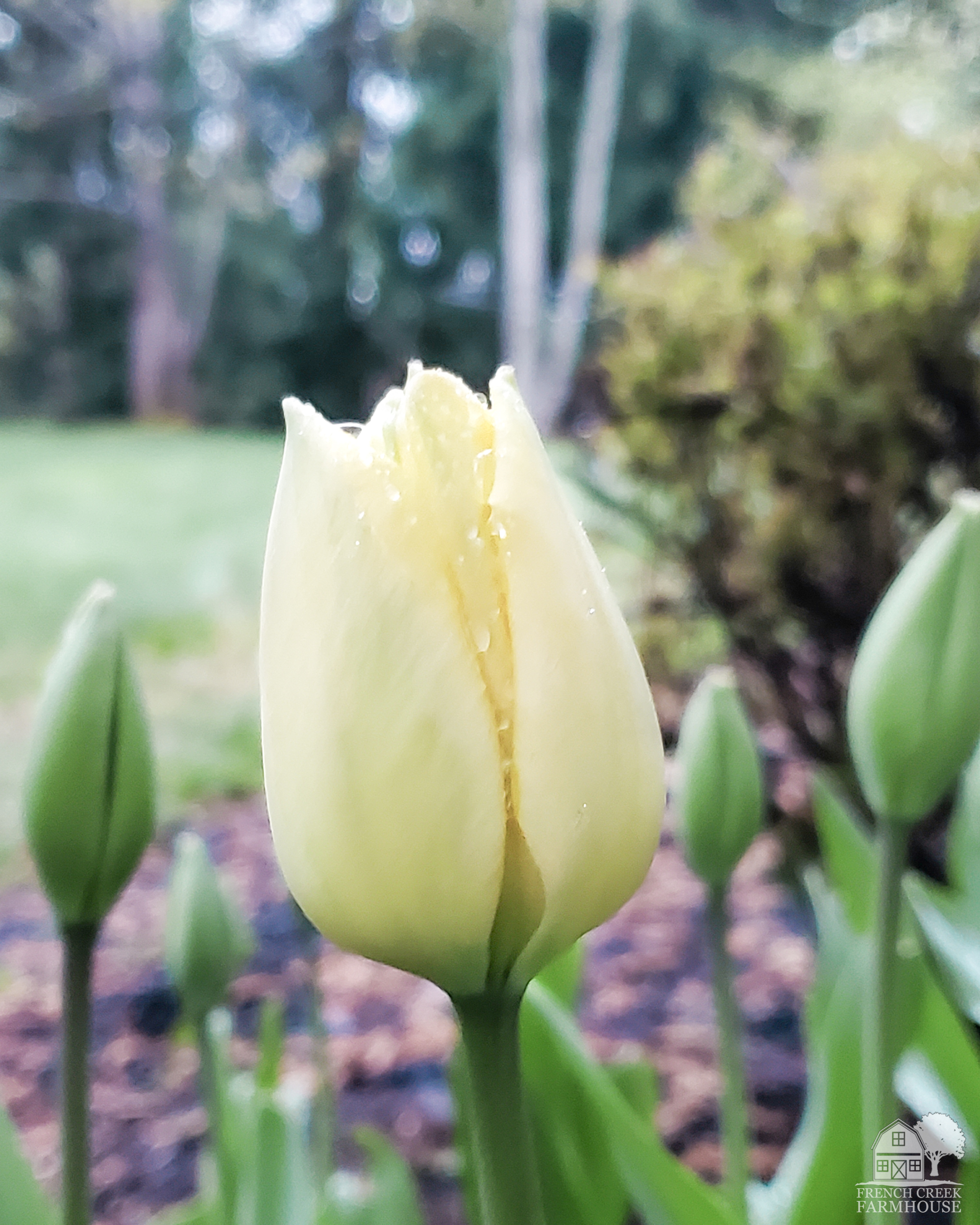 Ivory Floradale white tulips