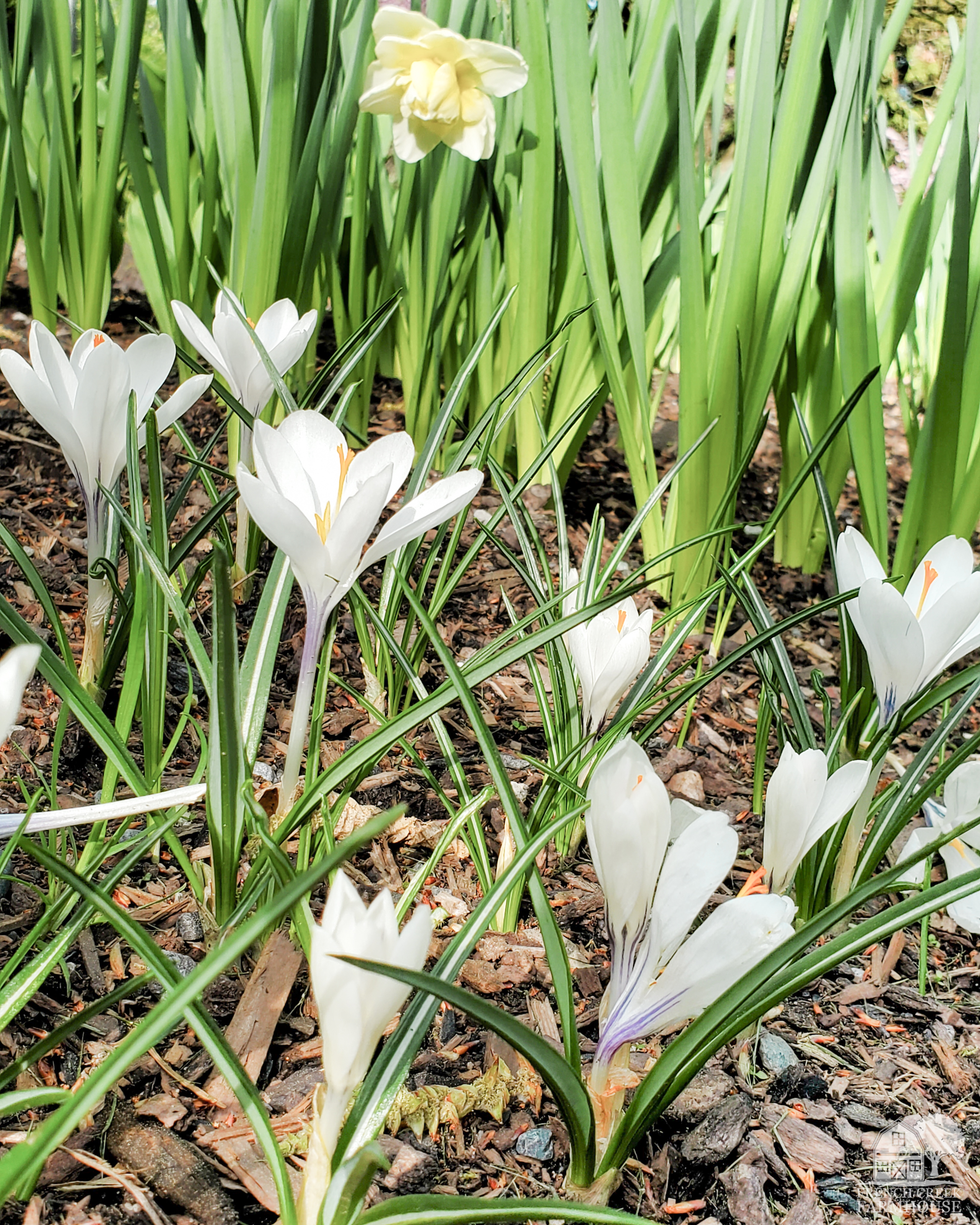 Jeanne d'Arc Giant Crocus are in bloom