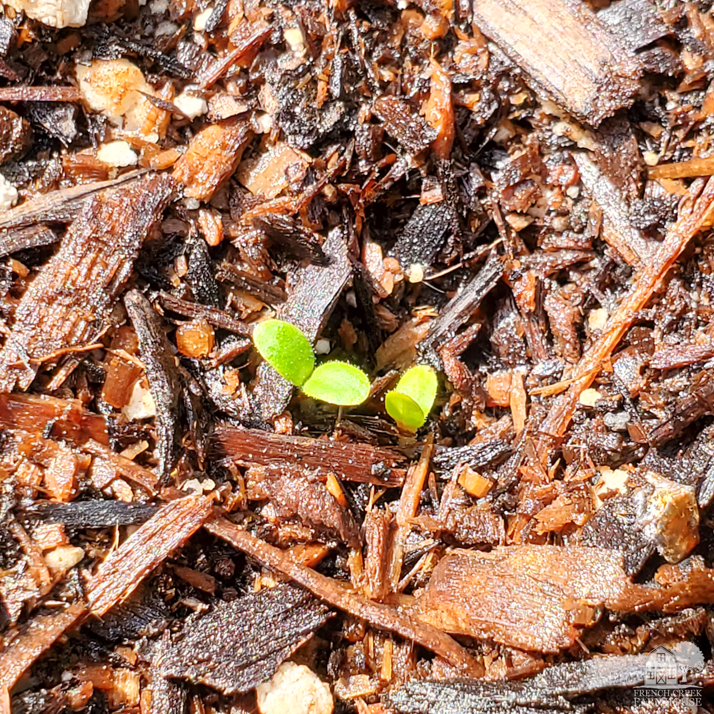 Lettuce sprouts germinated after 15 days