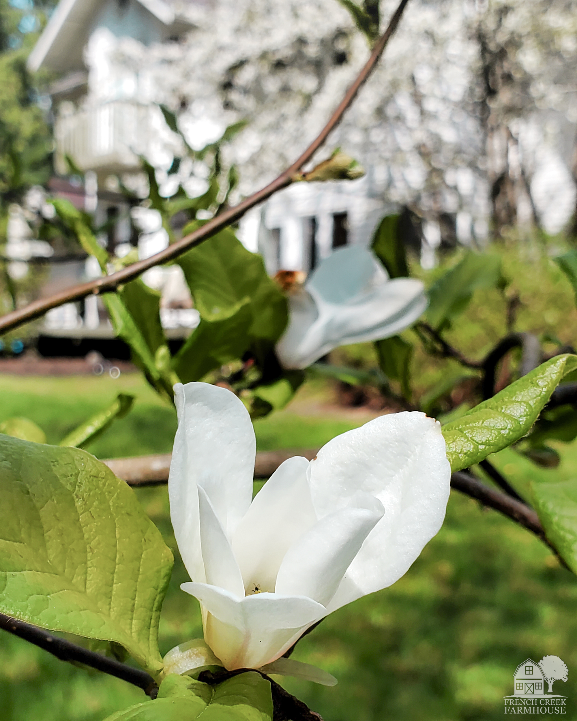 Nothing says farmhouse like a magnolia tree in springtime