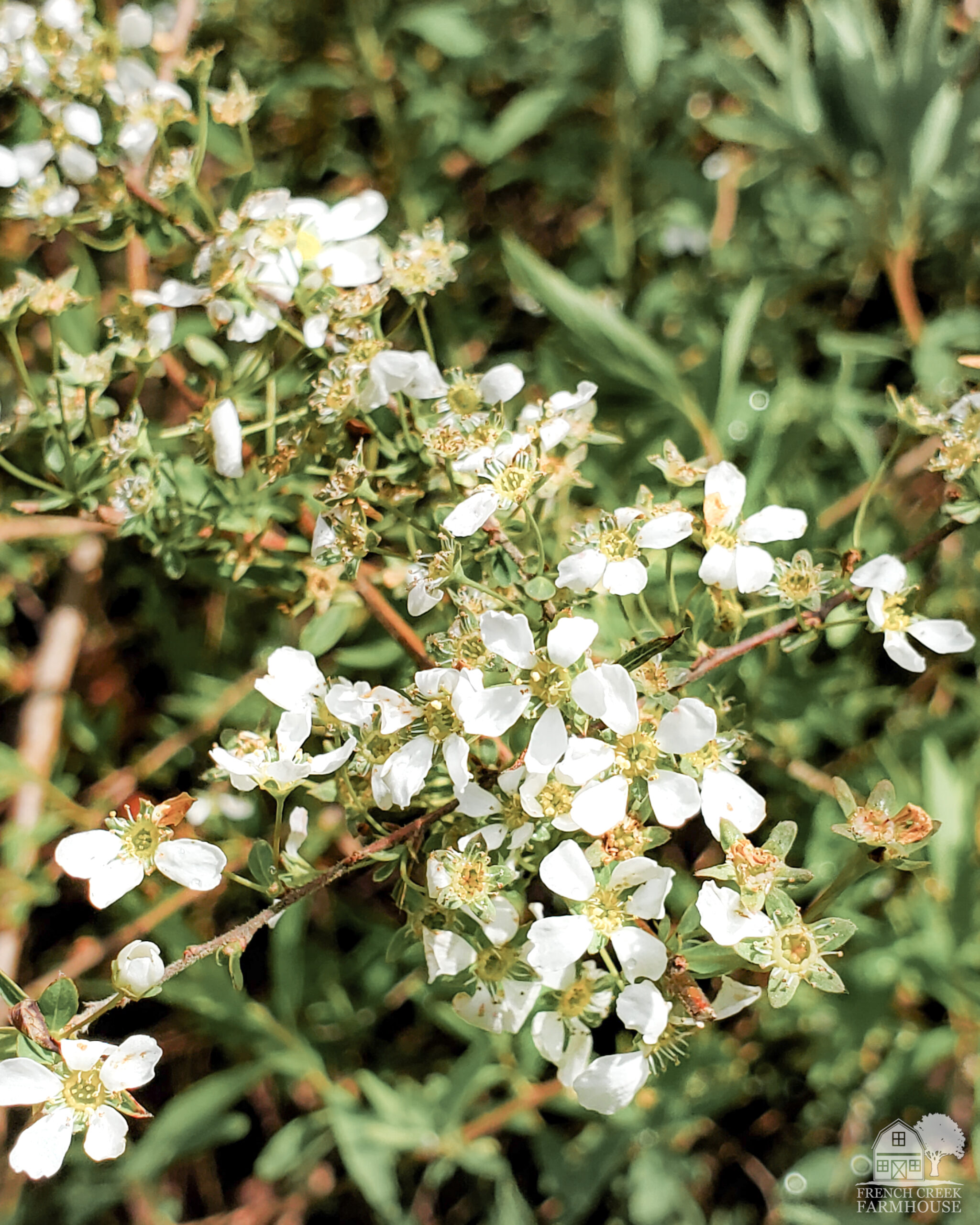 Petite white flowers on our spirea