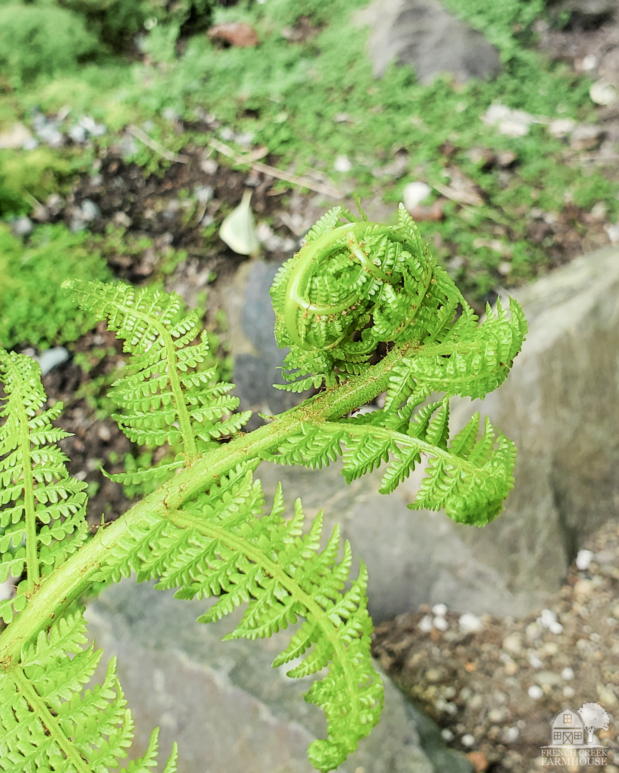 Ferns are a spectacular choice for a shade garden