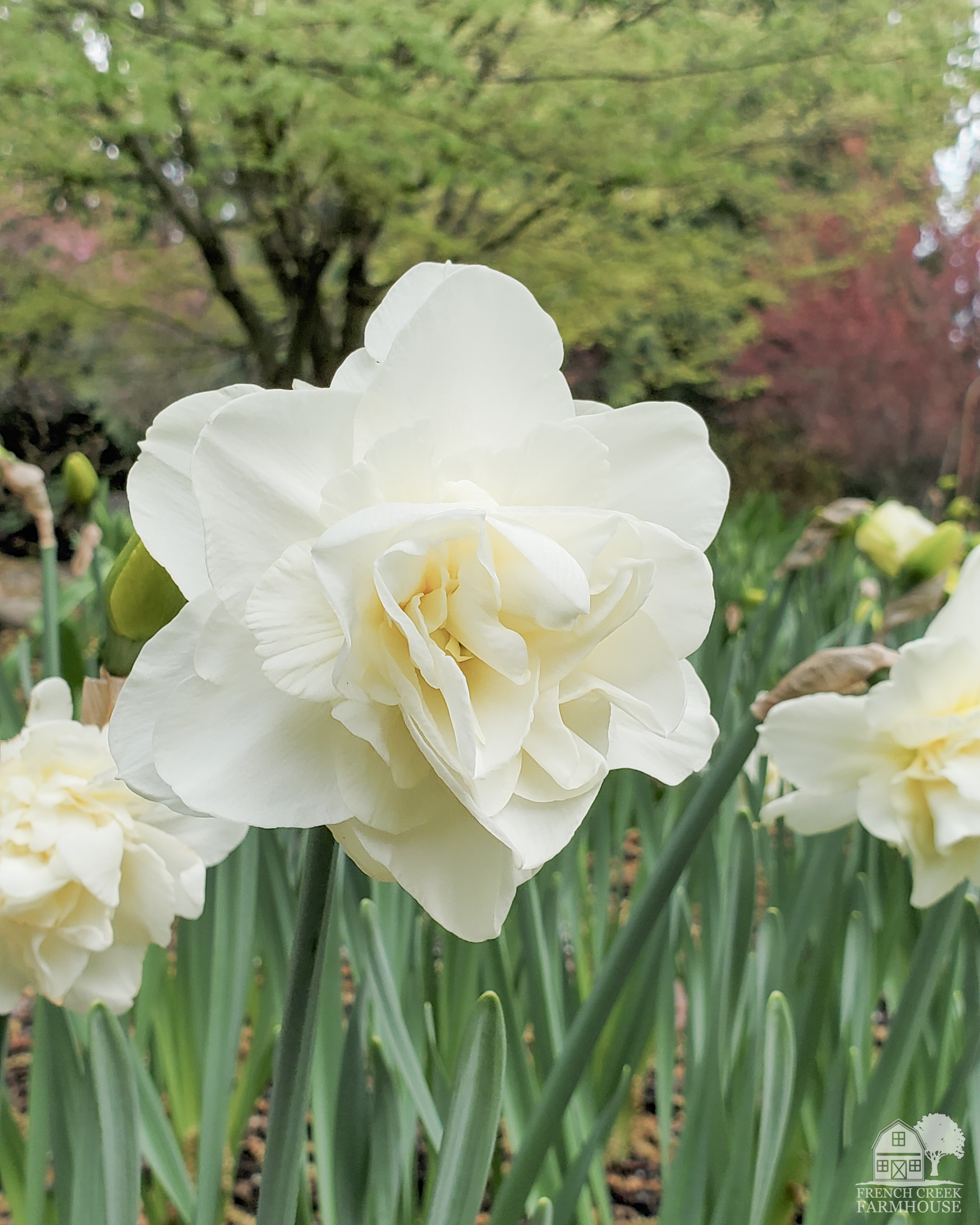 Obdam Double-Flowering Daffodils