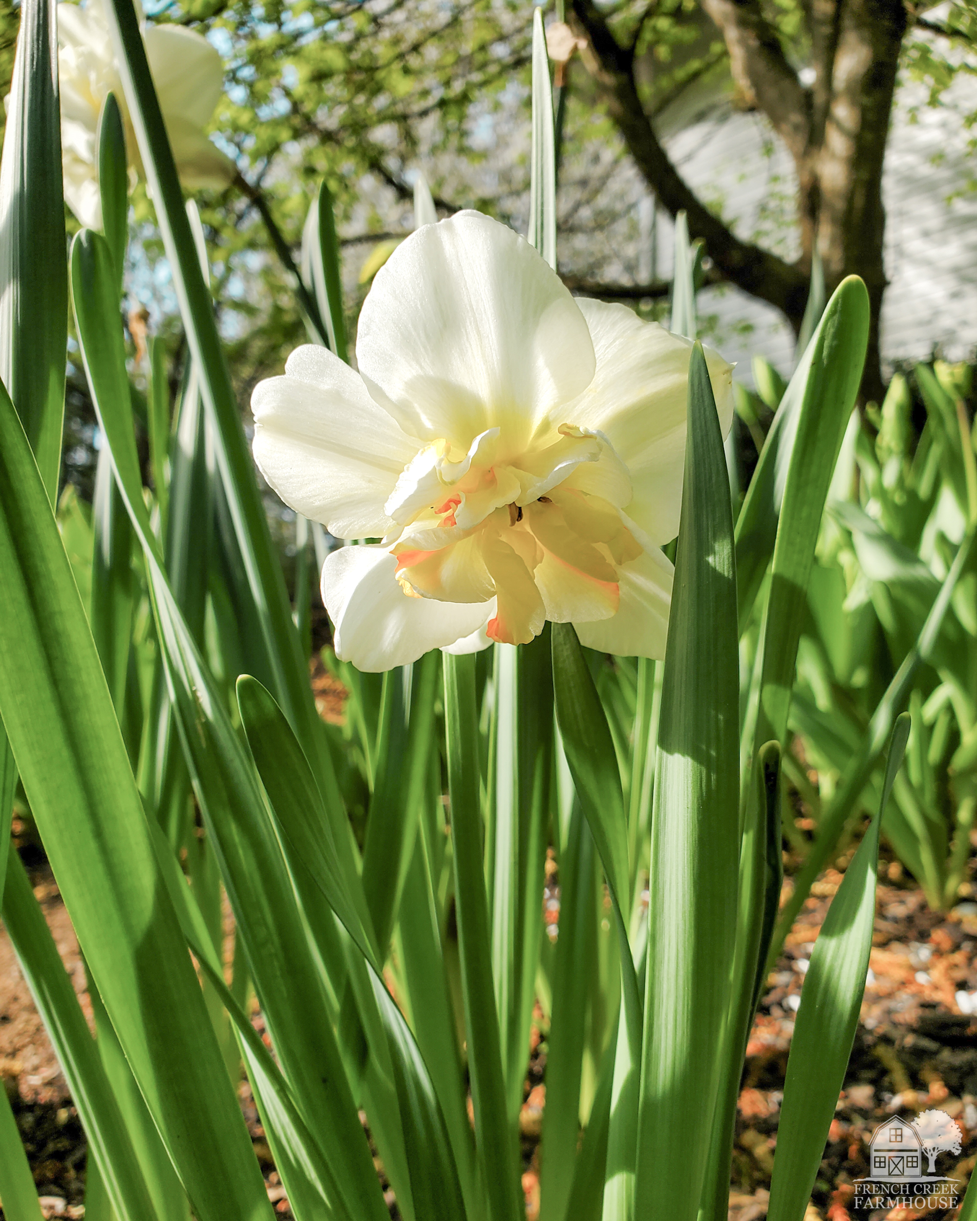Sir Winston Churchill Daffodils