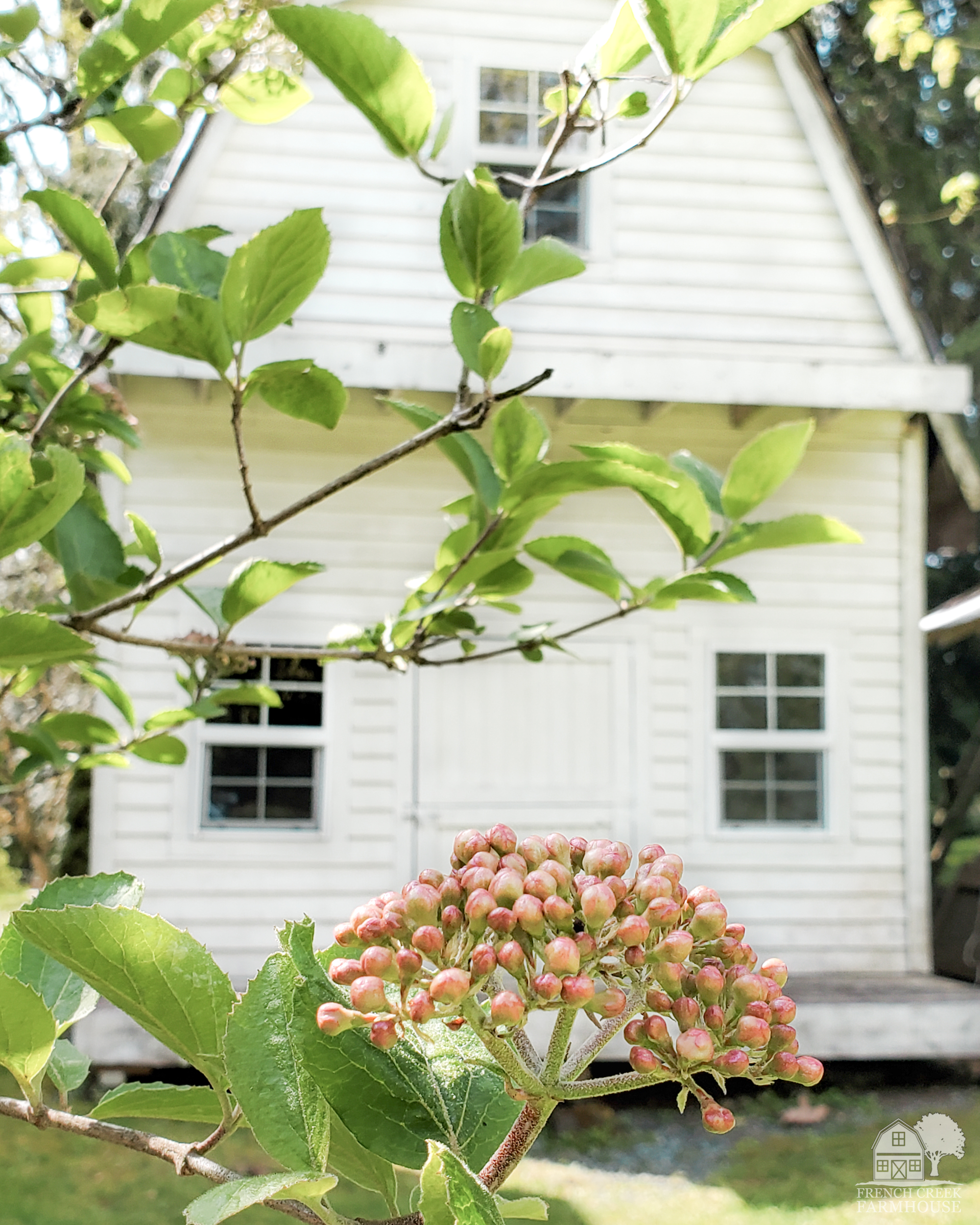 Snowball Viburnum buds are about to bloom