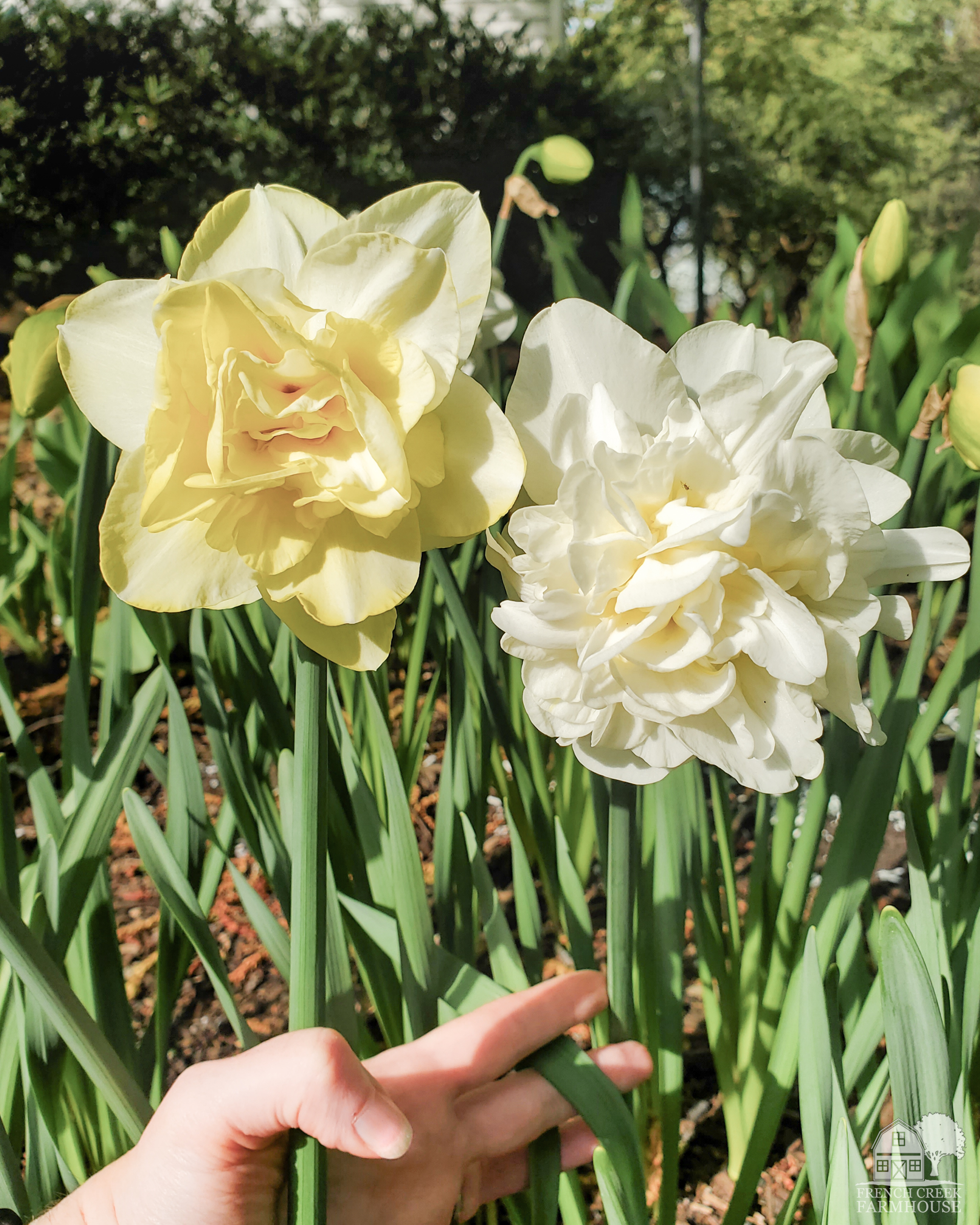 Comparing early and mid-season daffodils