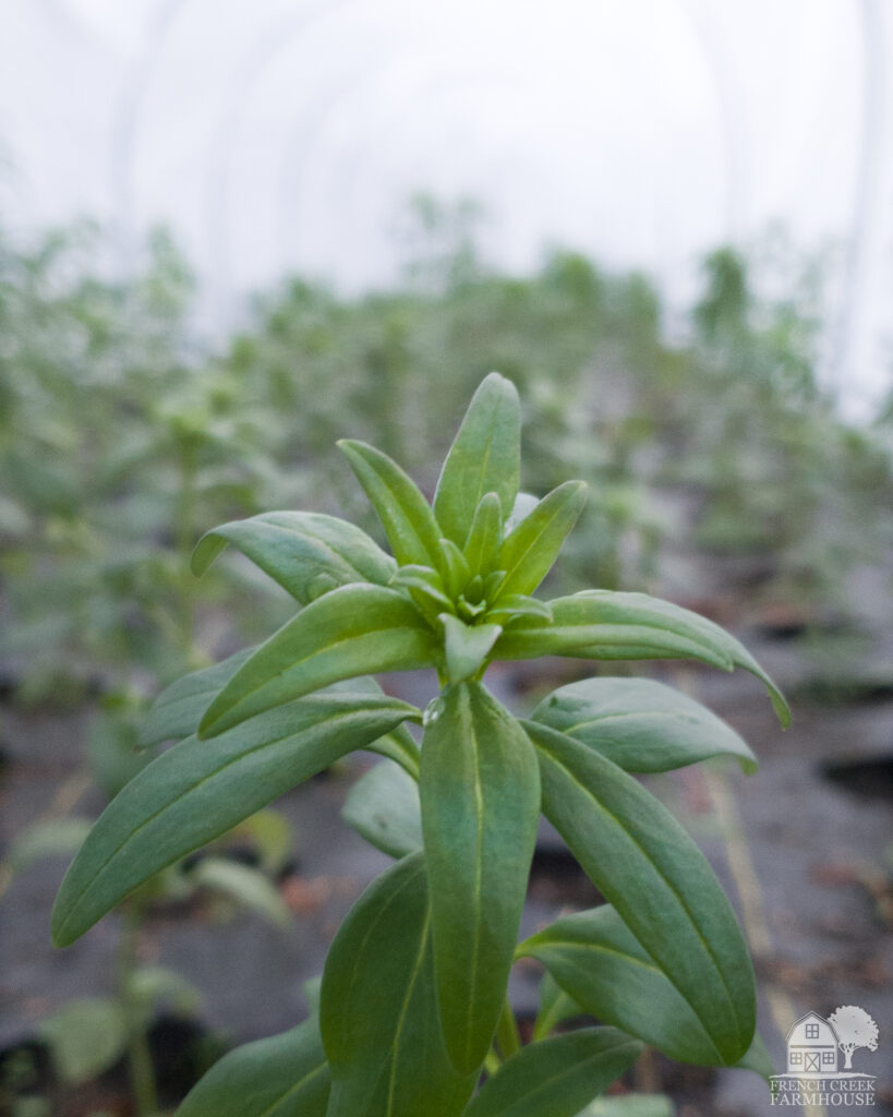 Snapdragons are one of the specialty cut flower crops we grow on our flower farm
