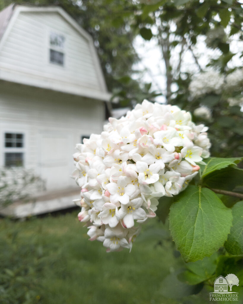 Viburnum blooms in springtime smell wonderful outside of our farm's bunkhouse