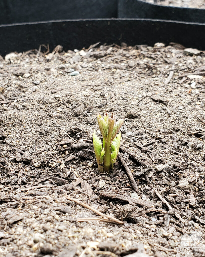 A dahlia sprouting from a grow bag