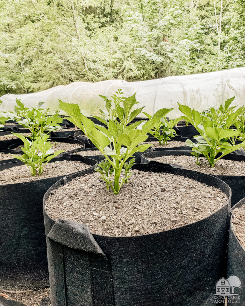 Dahlias in grow bags