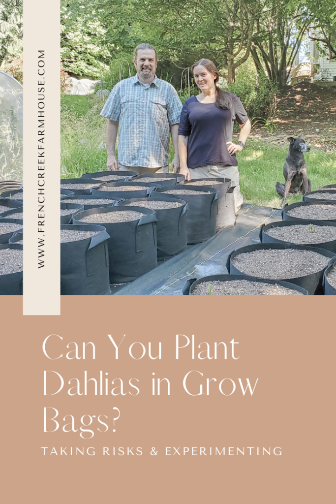 Planting dahlias in grow bags as a first-year flower farming experiment