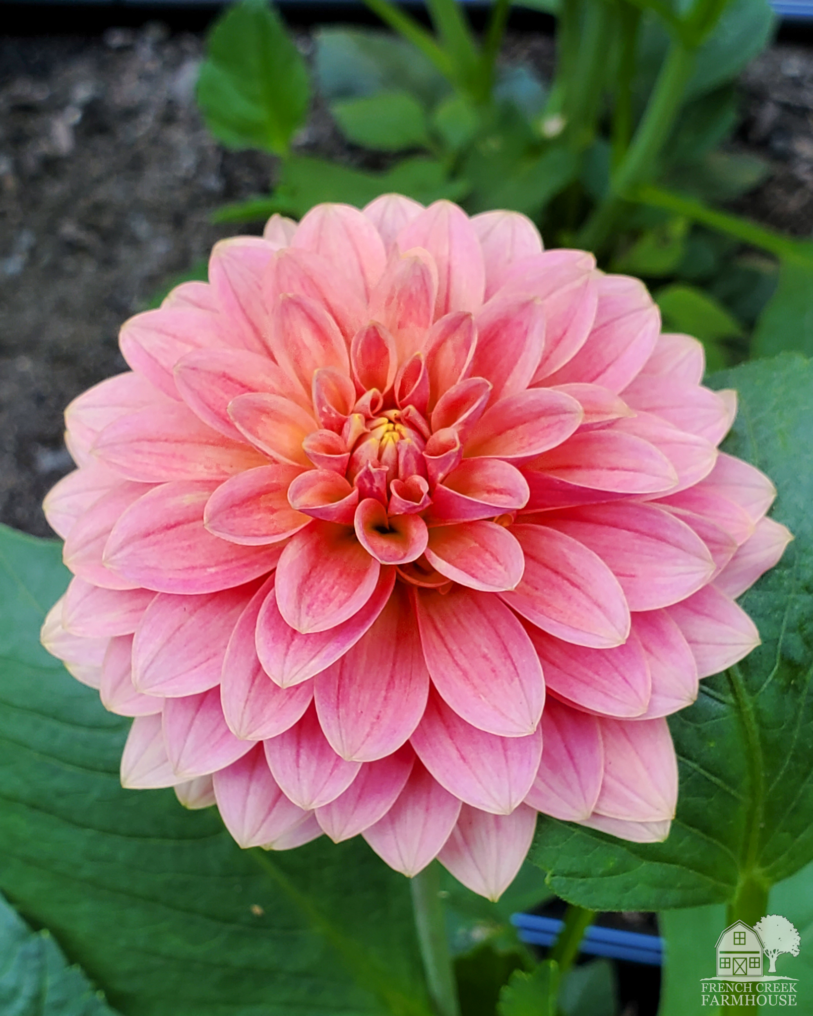 Pink dahlia