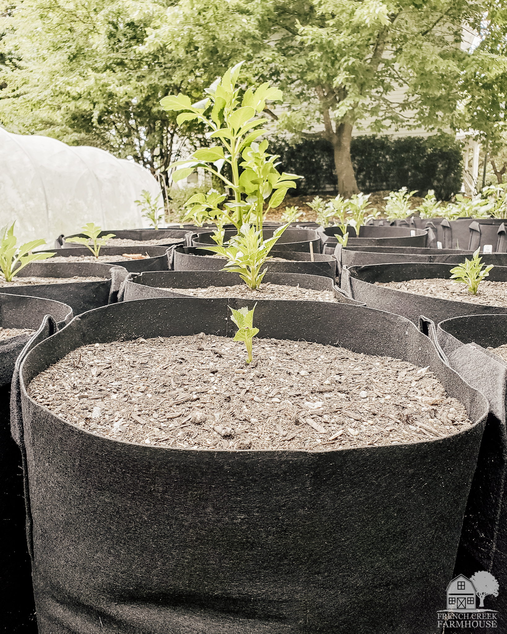 How we grow dahlias in grow bags