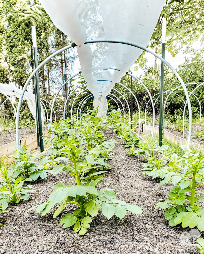 Planting dahlias in raised beds