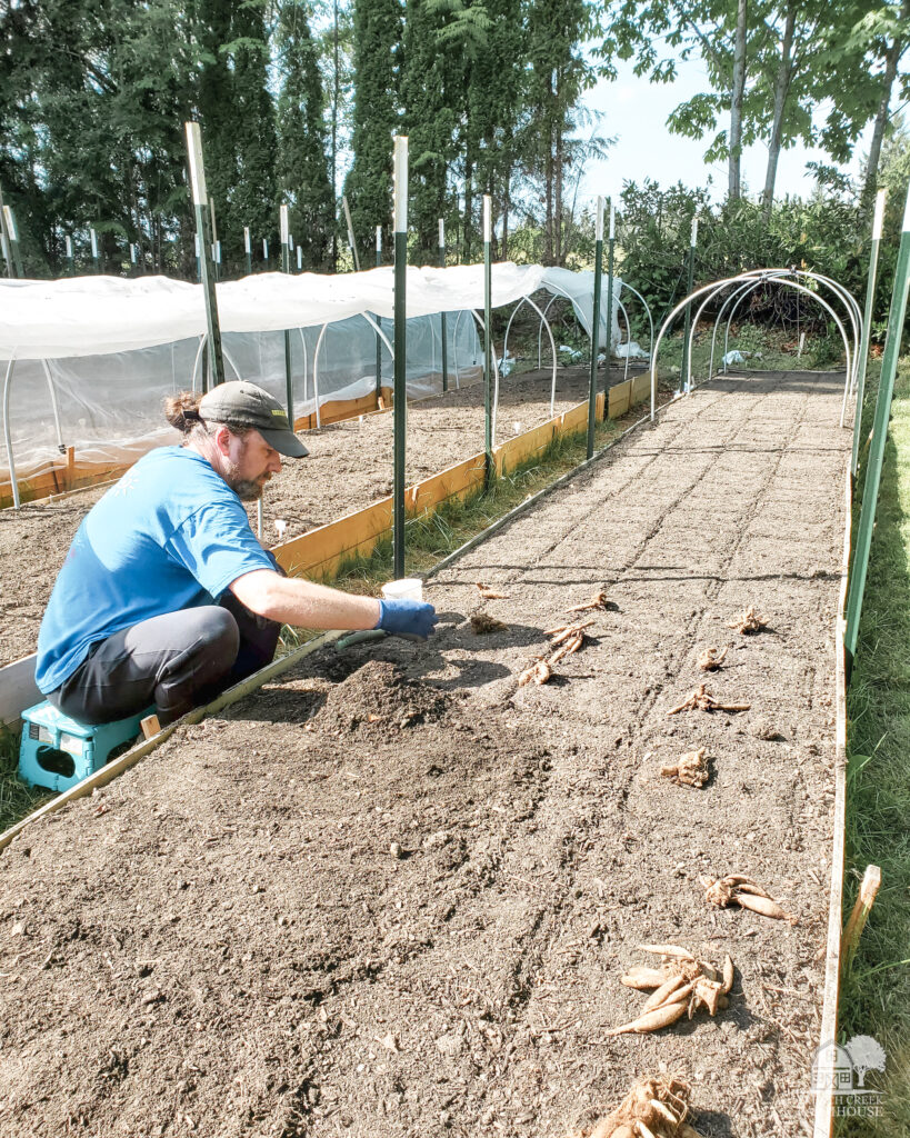 Raised beds make it easy on the body to plant dahlia tubers