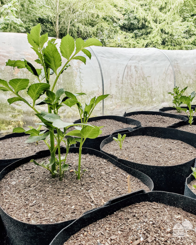 Our experiment with using grow bags was a failure