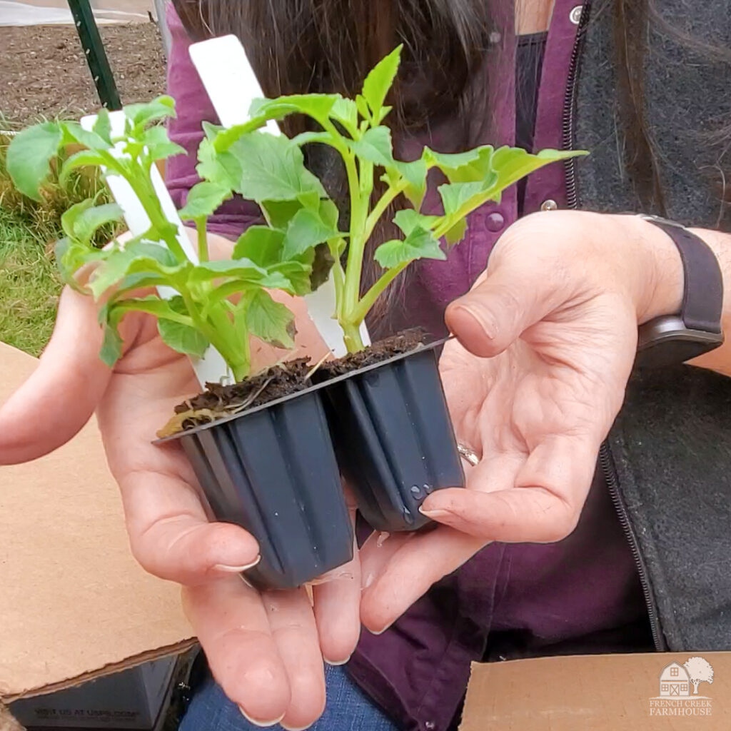 Planting dahlias from rooted cuttings