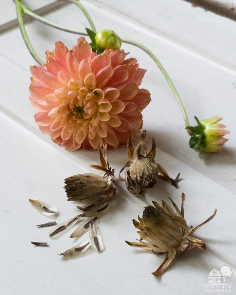 You can grow dahlias from seed and discover the next famous variety!
