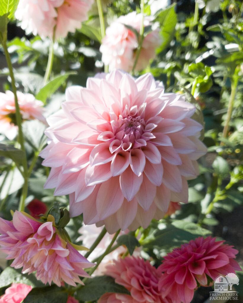 One of our favorite dahlias on our farm this year is the KA Mocha Jake