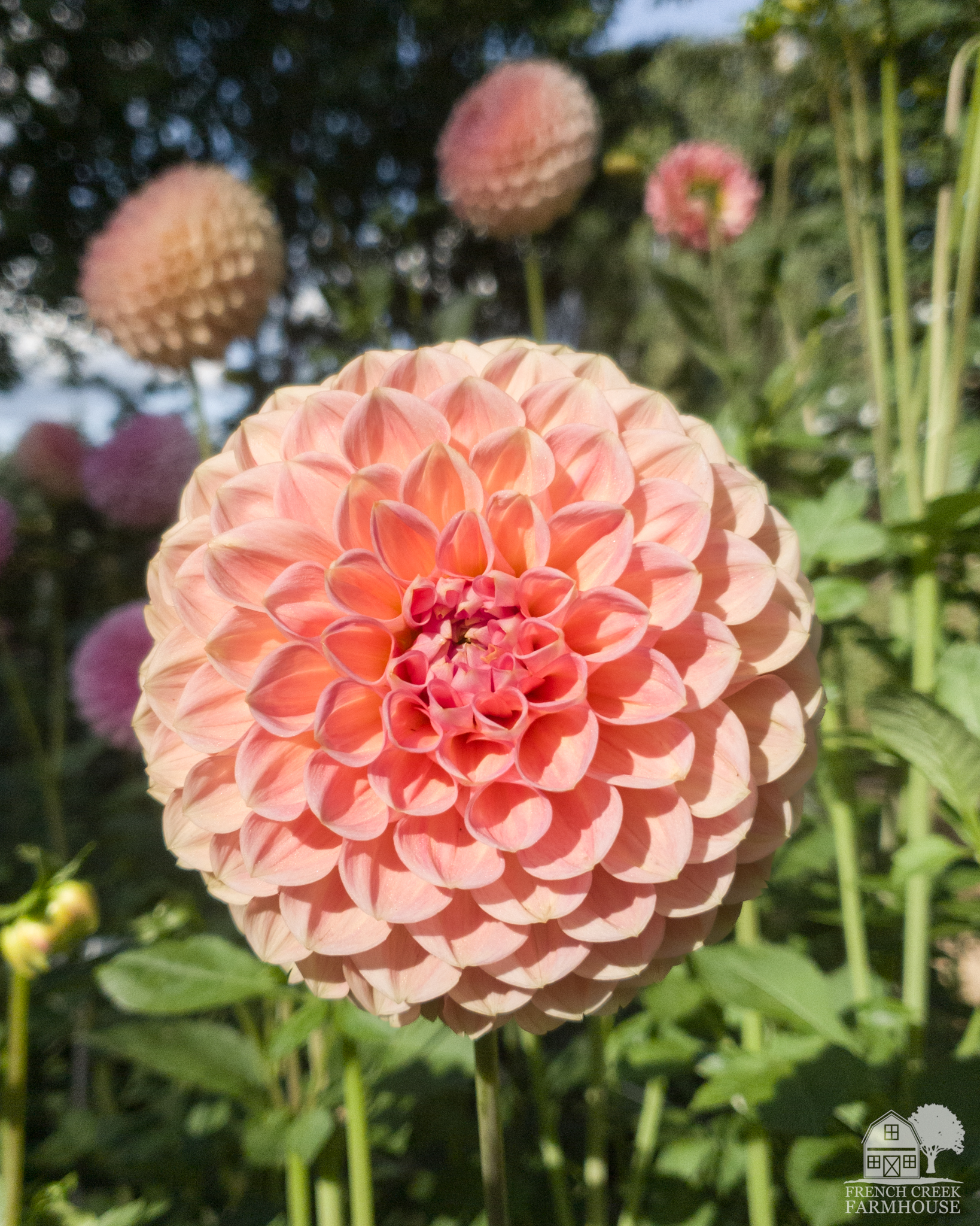 Of all our dahlias, Linda's Baby is one of the most productive varieties we grow